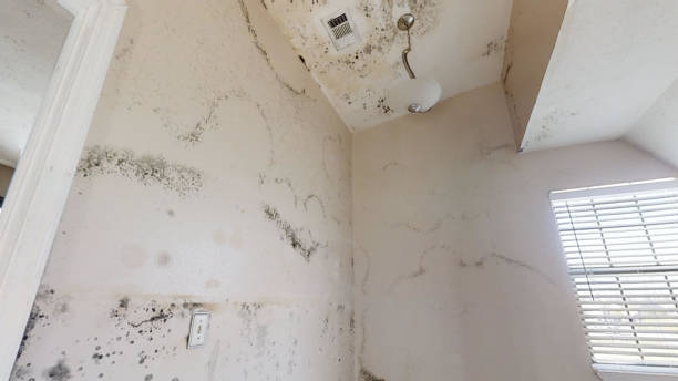Best Mold-Related Health Consultation  in Atwater, MN