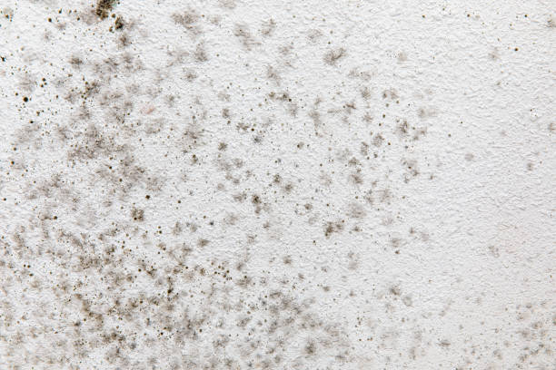 Best Mold Removal for HVAC Installations  in Atwater, MN