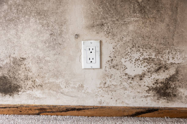 Best Commercial Mold Inspection  in Atwater, MN